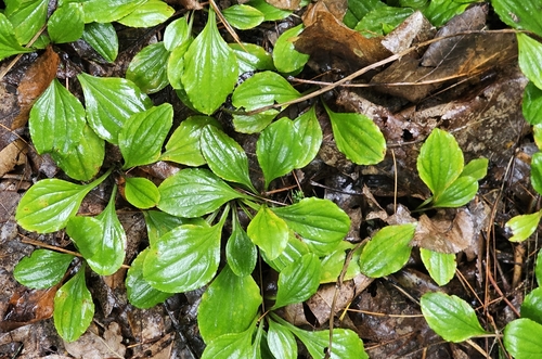 Antennaria plantaginifolia, 2026-09-20