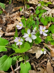 Thalictrum thalictroides