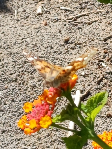 Painted Lady