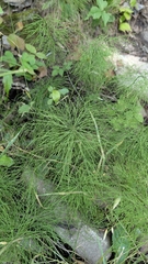 Equisetum sylvaticum, photograph (c) Dave Bishop, some rights reserved (CC BY)