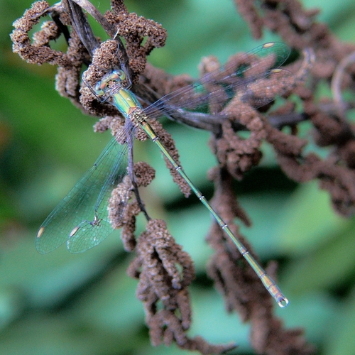 Western Willow Spreadwing