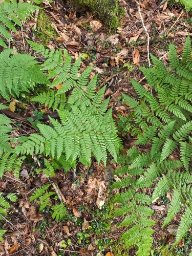 intermediate wood fern