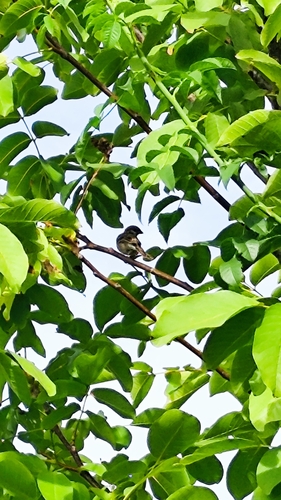 Eurasian Tree Sparrow