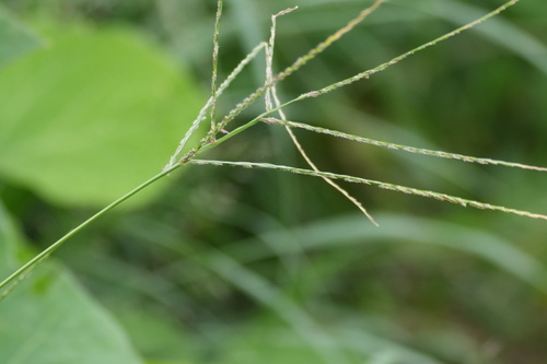 Digitaria ciliaris, photograph 2