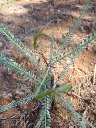 Mexican palo verde
