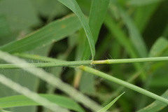 Digitaria ciliaris, photograph (c) WATANABE Hitoshi 渡辺仁, some rights reserved (CC BY)