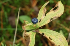 Paris quadrifolia, photograph (c) Andrejus Gaidamavičius, some rights reserved (CC BY)