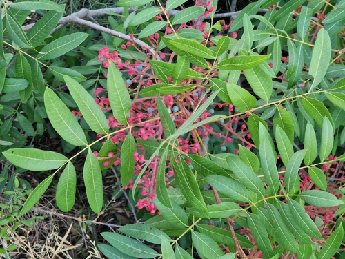 terebinth