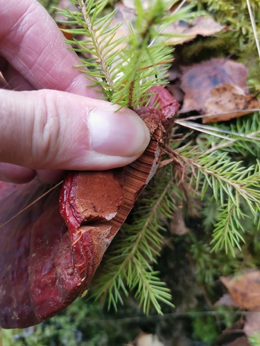 Ganoderma lucidum — no rights reserved