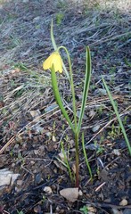 Fritillaria pudica