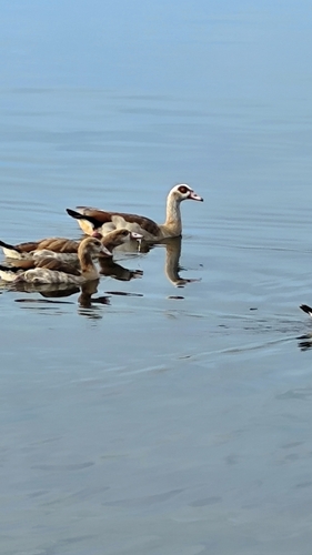 Egyptian Goose