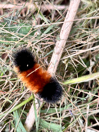 Isabella Tiger Moth