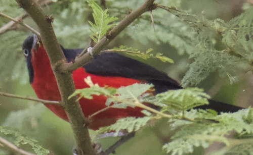 Black-headed Gonolek