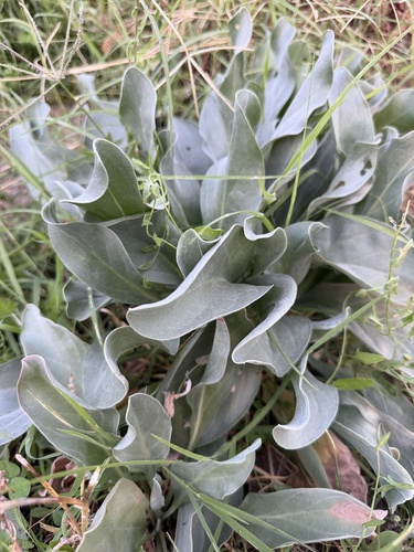 Cynoglossum cheirifolium