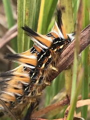 Phiala