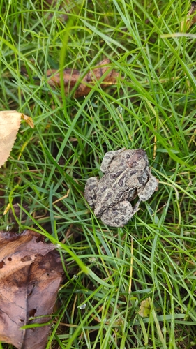 Canadian Toad