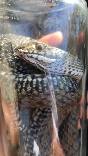 Western Montpellier Snake