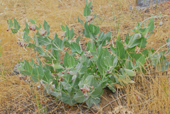 Asclepias californica