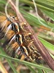 Phiala