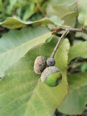 Quercus obtusata