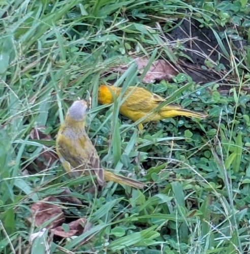Saffron Finch