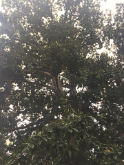 Magnolia grandiflora