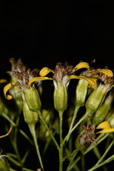 Roldana heracleifolia