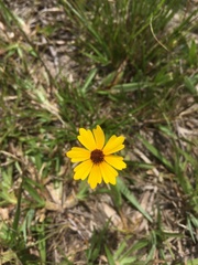 Coreopsis linifolia