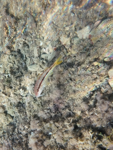 Striped Red Mullet