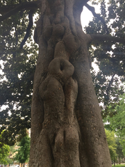 Magnolia grandiflora