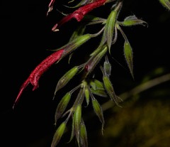 Salvia longistyla