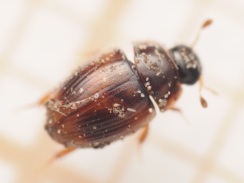 Cercyon lateralis