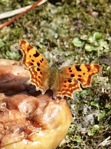 European Comma