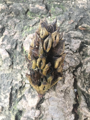 Magnolia grandiflora