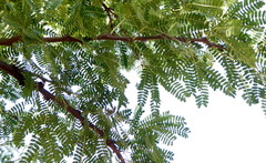 Acacia robusta image