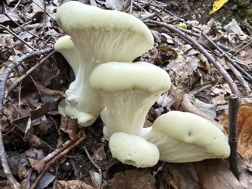 Berkeley's Polypore