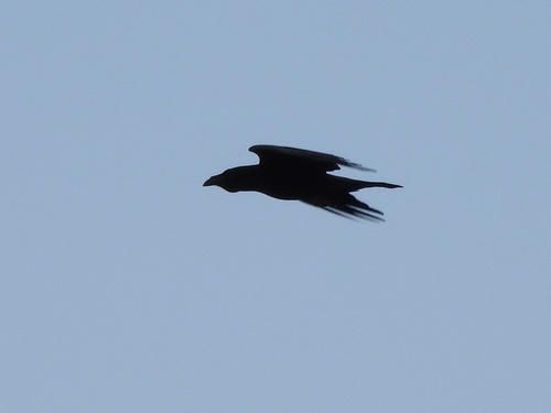 Common Raven