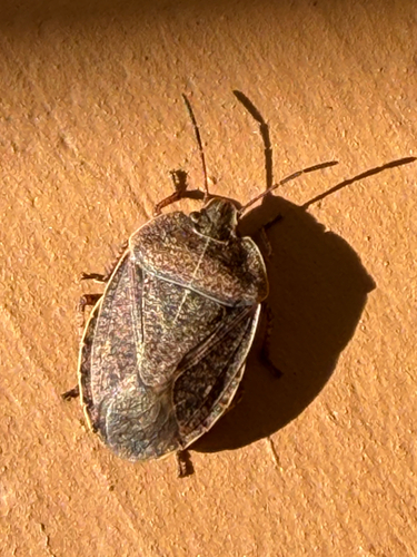 Elf Shoe Stink Bug