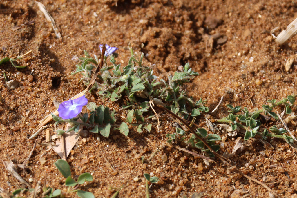 Evolvulus alsinoides; photograph (c) Wolfgang Ahlmer, some rights reserved (CC BY)