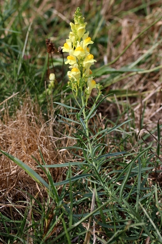 common toadflax