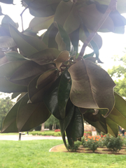Magnolia grandiflora