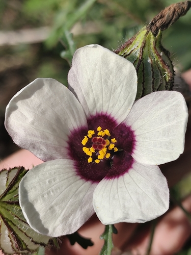 flower-of-an-hour