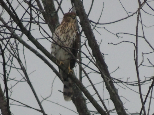 Cooper's Hawk