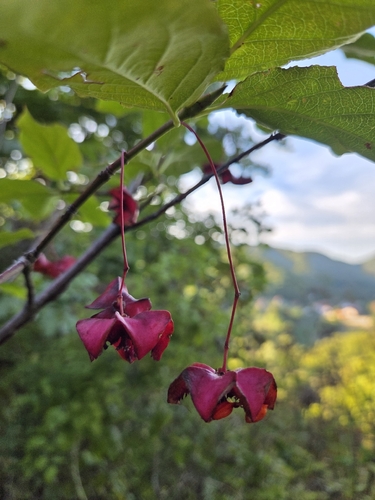 Large-leaved Spindle