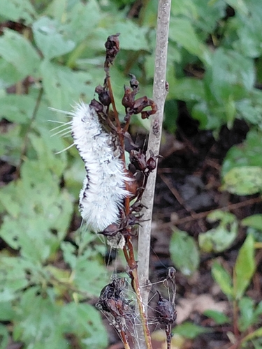 Hickory Tussock Moth