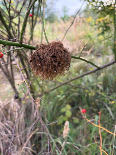 Mossy Rose Gall Wasp