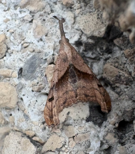 Dark-spotted Palthis Moth
