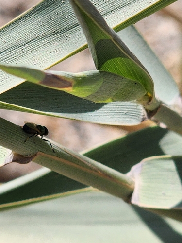 Physiphora alceae