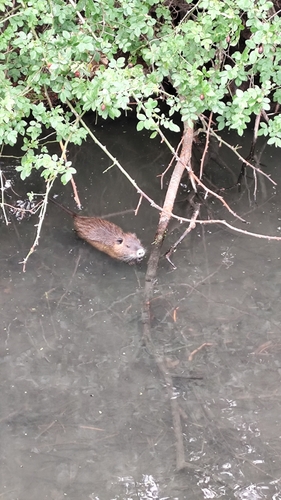 Coypu