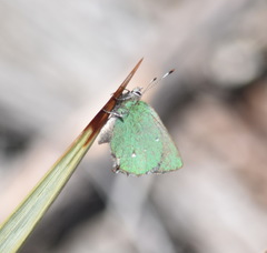 Callophrys